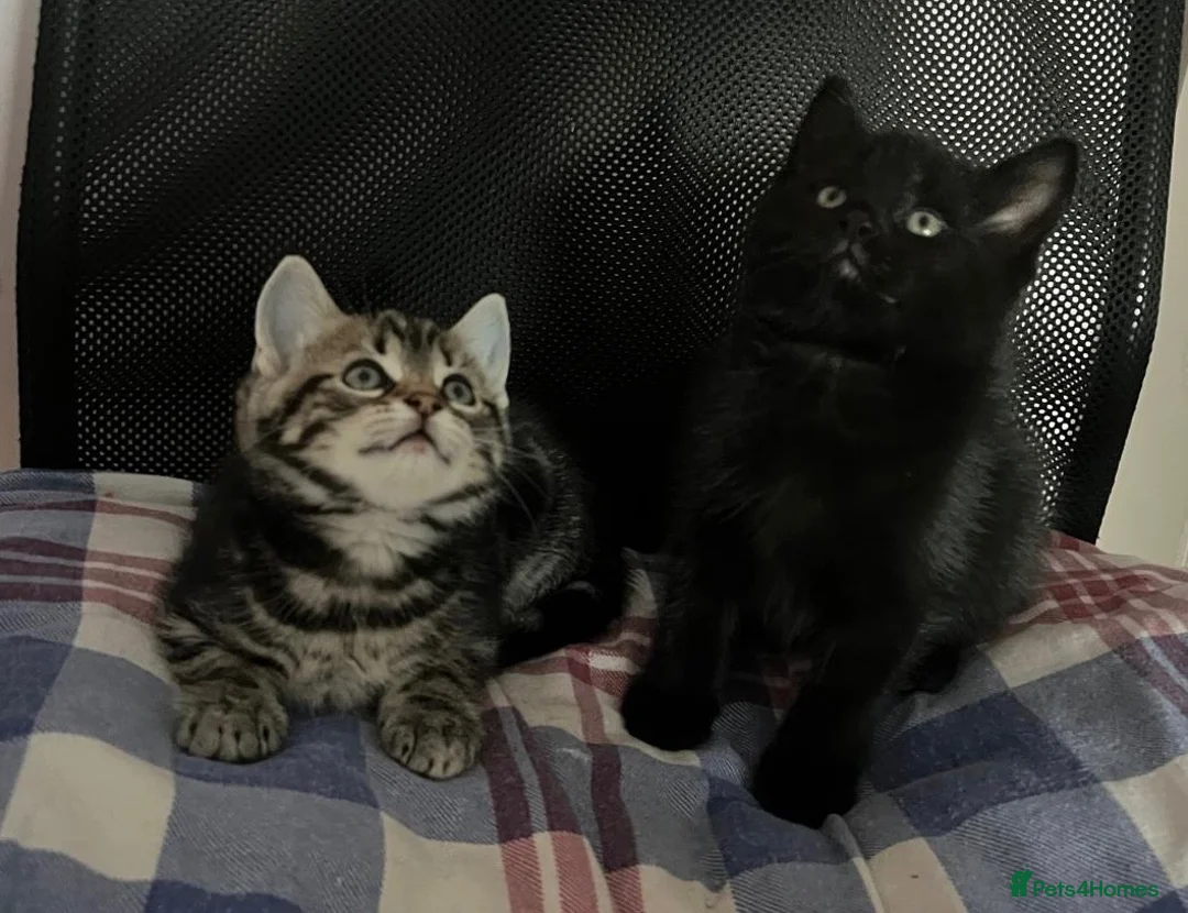 Mixed Breed cats for sale: 4 Beautiful Kittens Looking for Loving Homes!  in Dagenham - Advert 1