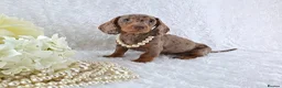 Miniature Dachshund dogs for sale: Stunning Miniature Dachshund Puppies  - Advert 24