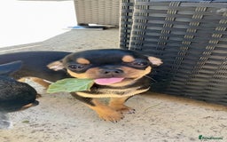 Chihuahua dogs for sale: Forever 🏡 ready KC 🇬🇧 chihuahua puppies - Image 9
