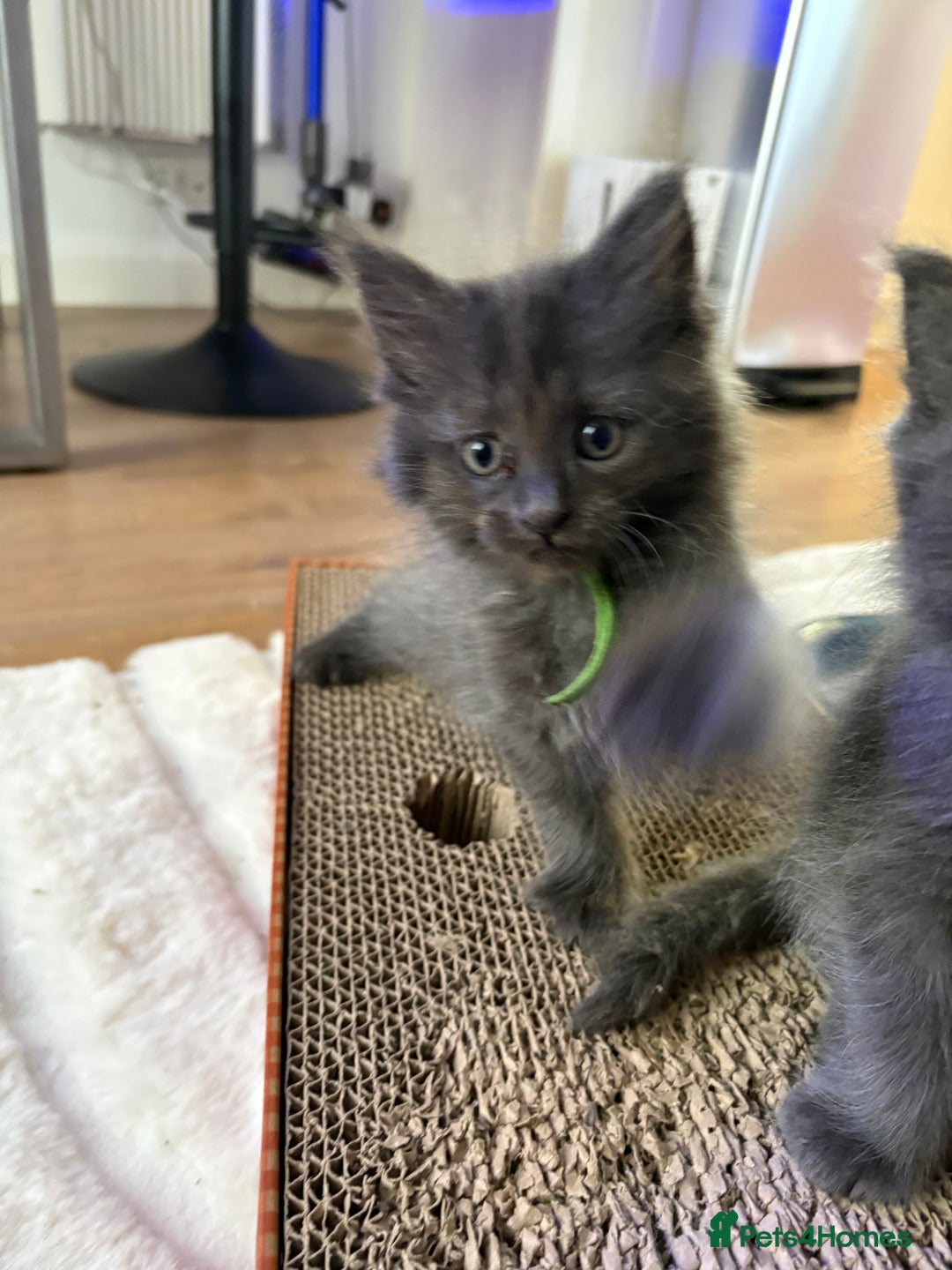 Ragcoon cats for sale: Last Female Ragcoon kitten - ready to leave - Advert 10