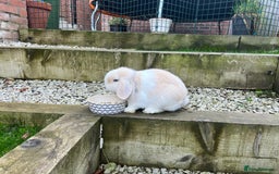 Mini Lop rabbits for sale: Minilops male and female  - Advert 11