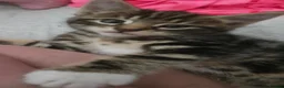 Mixed Breed cats for sale: Three playfull kittens looking for forever homes. - Advert 4
