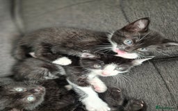 Bombay cats for sale: Gorgeous kittens 🐈‍⬛ - Image 10