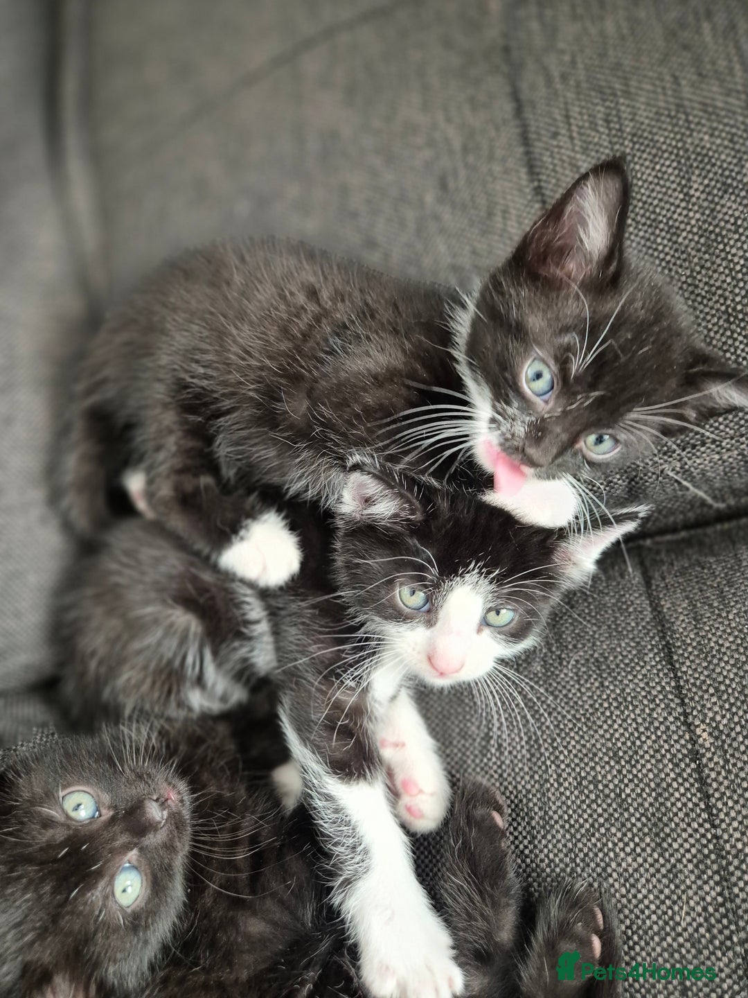 Bombay cats for sale: Gorgeous kittens 🐈‍⬛ - Image 10