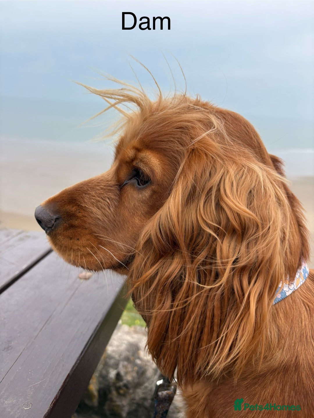 Cocker Spaniel dogs for sale: 🐾 Adorable Cocker Spaniel Puppies  - Image 6