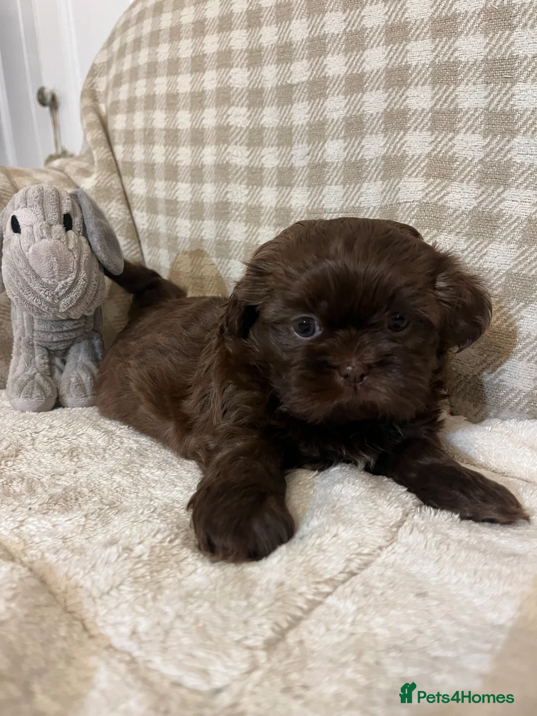 Shih Tzu dogs for sale: Adorable lavender & chocolate Shih Tzu puppies  - Advert 26