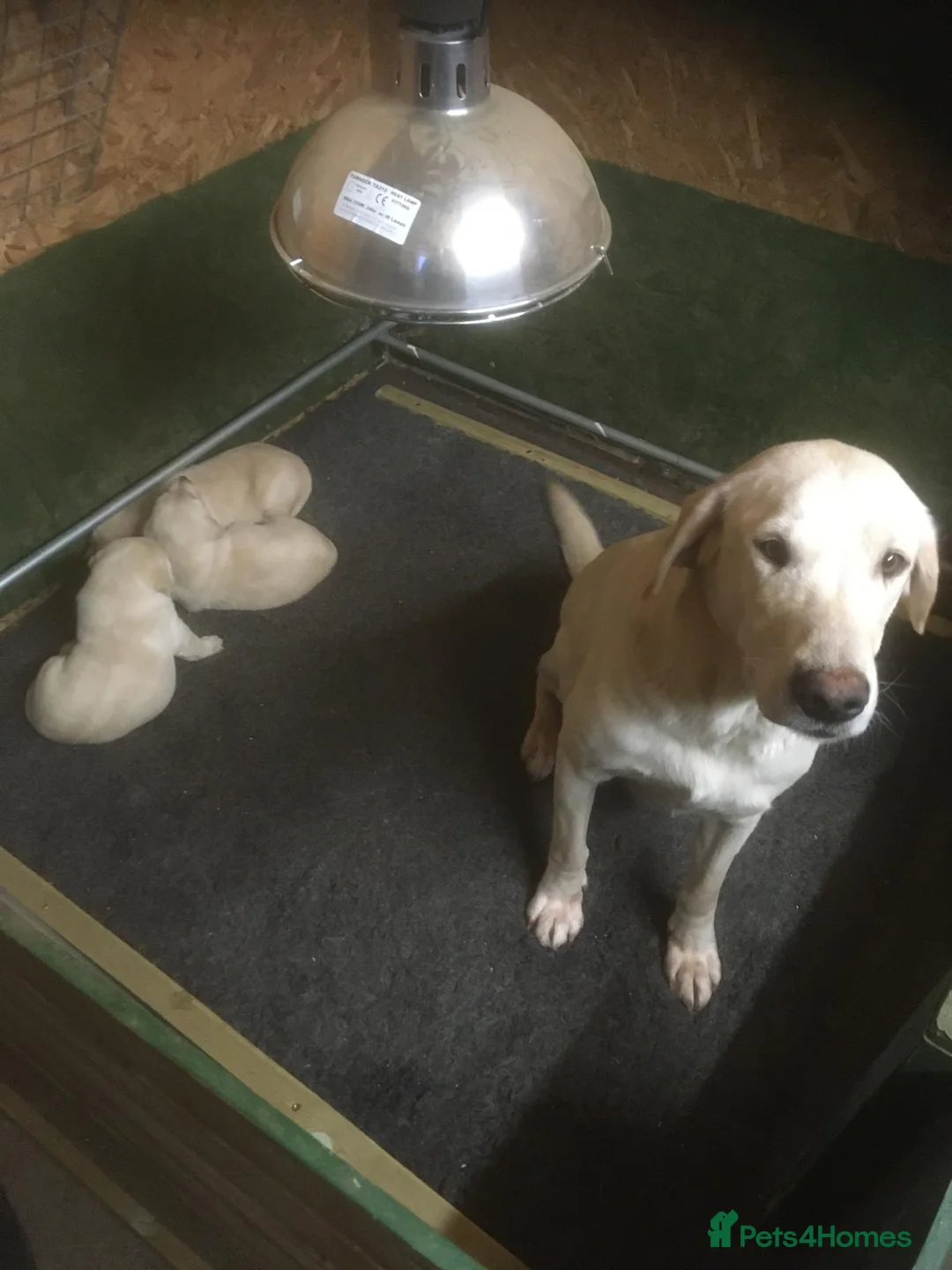 Labrador Retriever dogs for sale: Yellow Dog Puppy - Advert 2