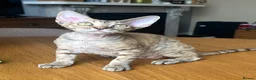 Devon Rex cats for sale: Our beautiful Devon Rex kittens are ready to move  - Advert 27