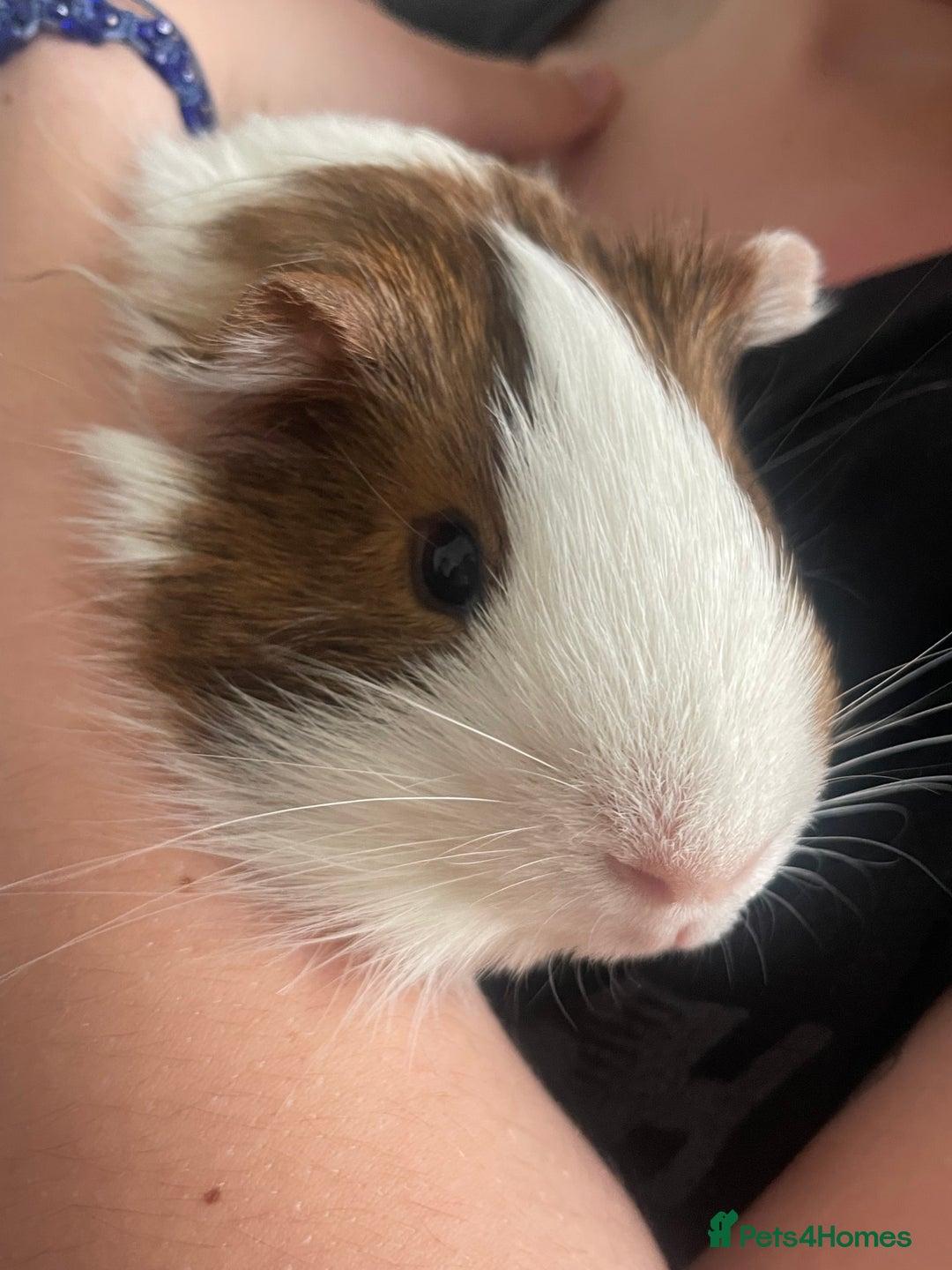 Guinea Pig rodents for sale: Two male guinea pigs  - Advert 2