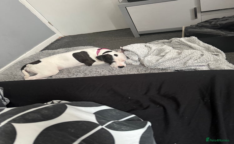 Staffordshire Bull Terrier dogs - Advert 1