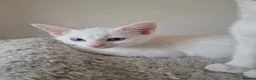 Mixed Breed cats for sale: Stunning White Blue-Eyed Male Kitten  - Advert 4