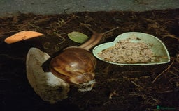 Snails invertebrates for sale: Giant African Snail babies - Image 4