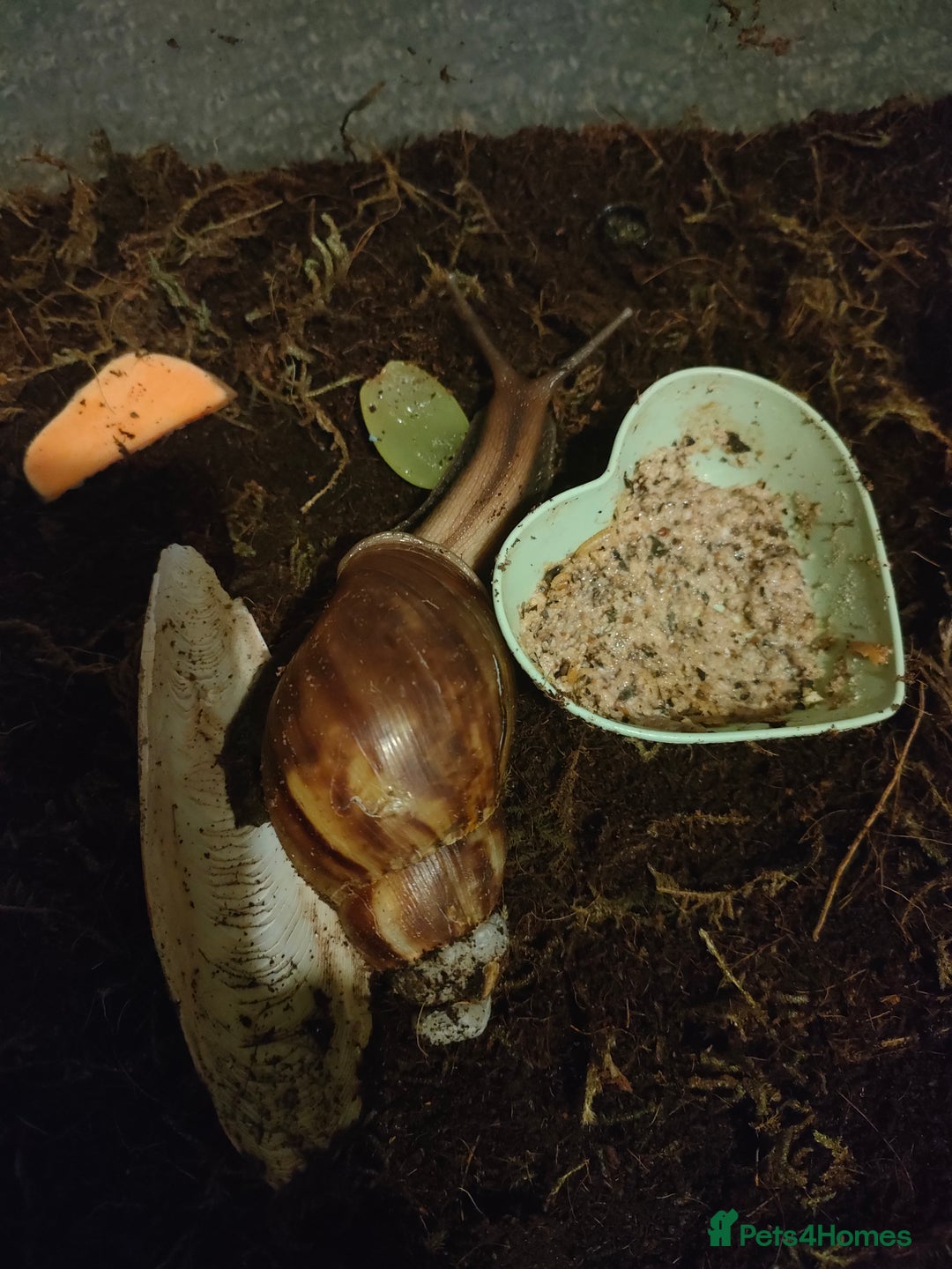 Snails invertebrates for sale: Giant African Snail babies - Image 4