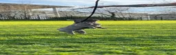 French Bulldog dogs for stud: French Bulldog Stud RFG grade 1 & 7 panel health  in Dunfermline - Advert 7