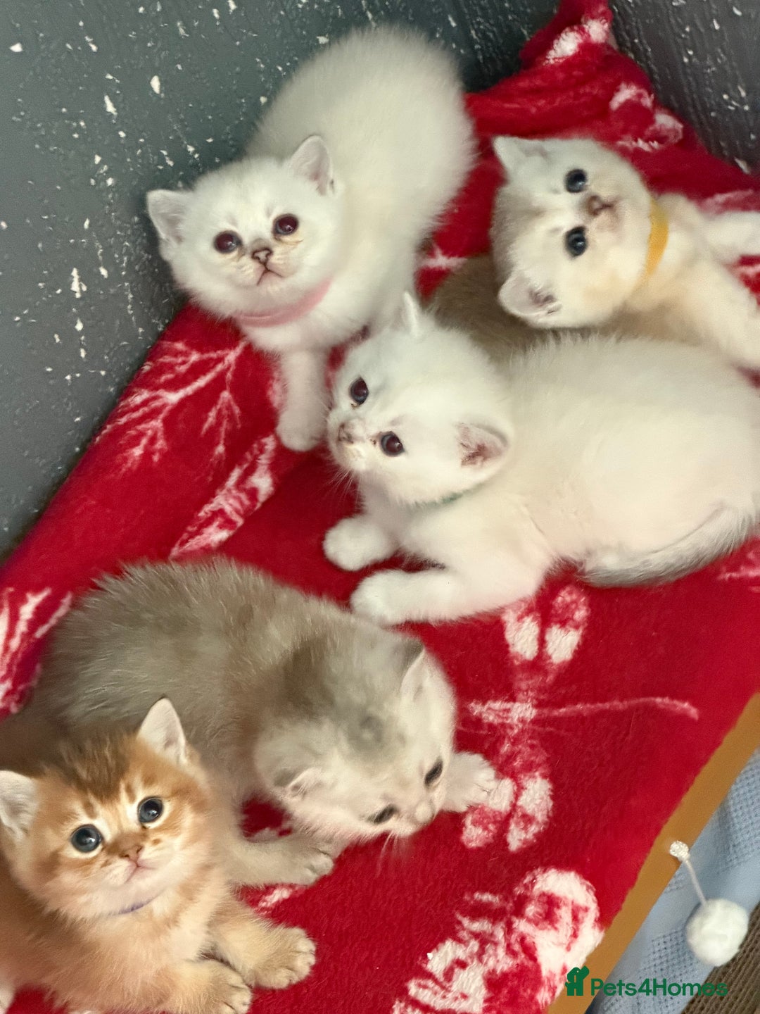 British Shorthair cats for sale: Stunning BSH golden silver kittens TICA - Image 13