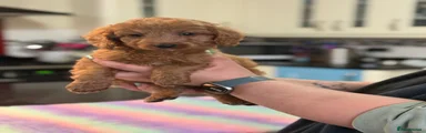 Australian Labradoodle miss Red