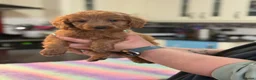Australian Labradoodle dogs for sale: *reduced**  health checked Australian labradoodles - Advert 25