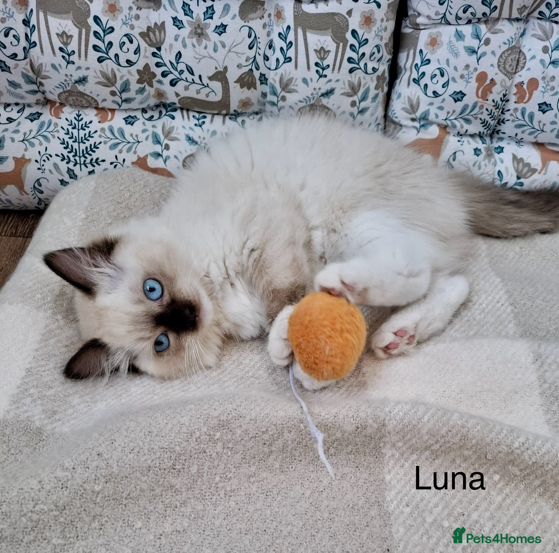 Ragdoll cats Purebread Ragdoll Kittens - TICA YORKSHIRE - Advert 2