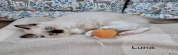 Ragdoll cats for sale: Purebread Ragdoll Kittens - TICA YORKSHIRE - Advert 1