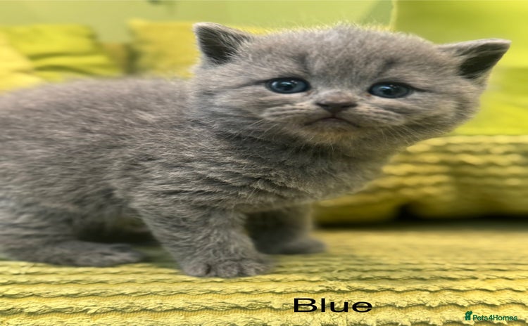 British Shorthair cats - Advert 12