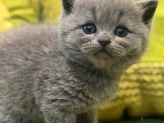 British Shorthair cats - Advert 1