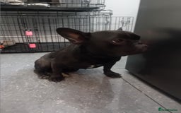 French Bulldog dogs for sale: French bull dog - Image 3