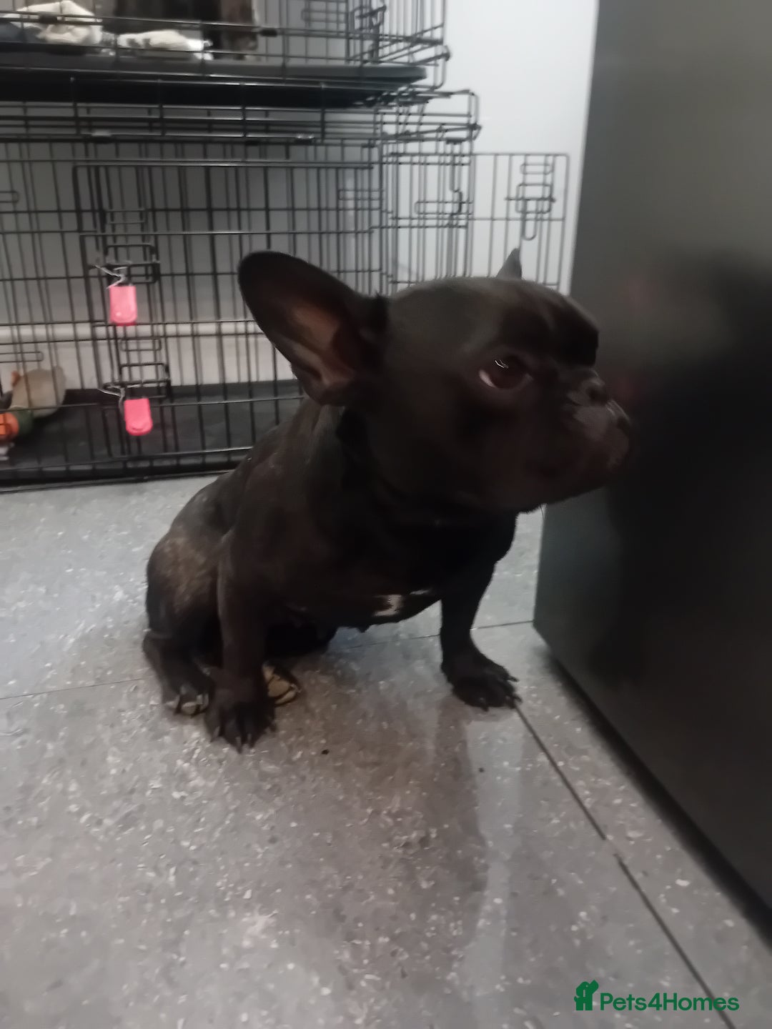 French Bulldog dogs for sale: French bull dog - Image 3