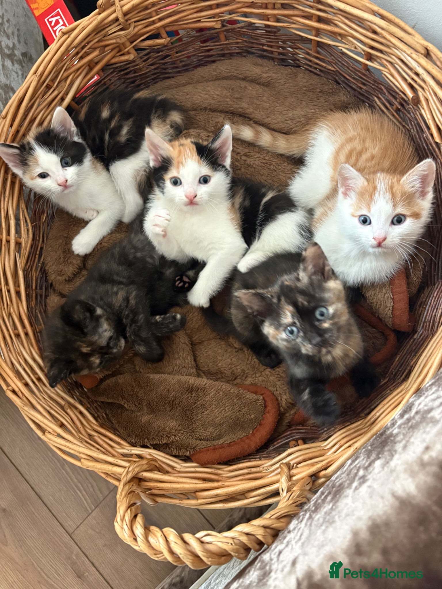 Mixed Breed cats Beautiful Calico Girls - Advert 1