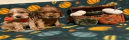 Cocker Spaniel dogs for sale: ⭐️Stunning show cocker spaniel puppies  - Advert 8