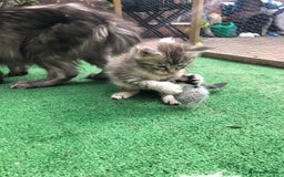 Maine Coon cats for sale: Maincoon kittens ready now  - Image 13
