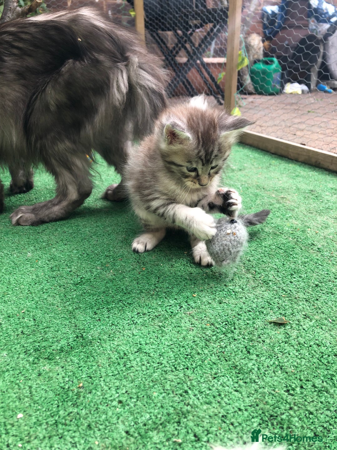 Maine Coon cats for sale: Maincoon kittens ready now  - Image 13
