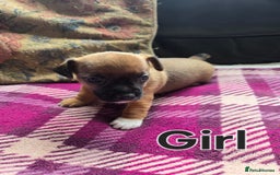Jack Russell dogs for sale: Stunning Jack Russell Pups - Image 3
