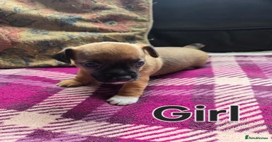 Jack Russell dogs - Advert 14