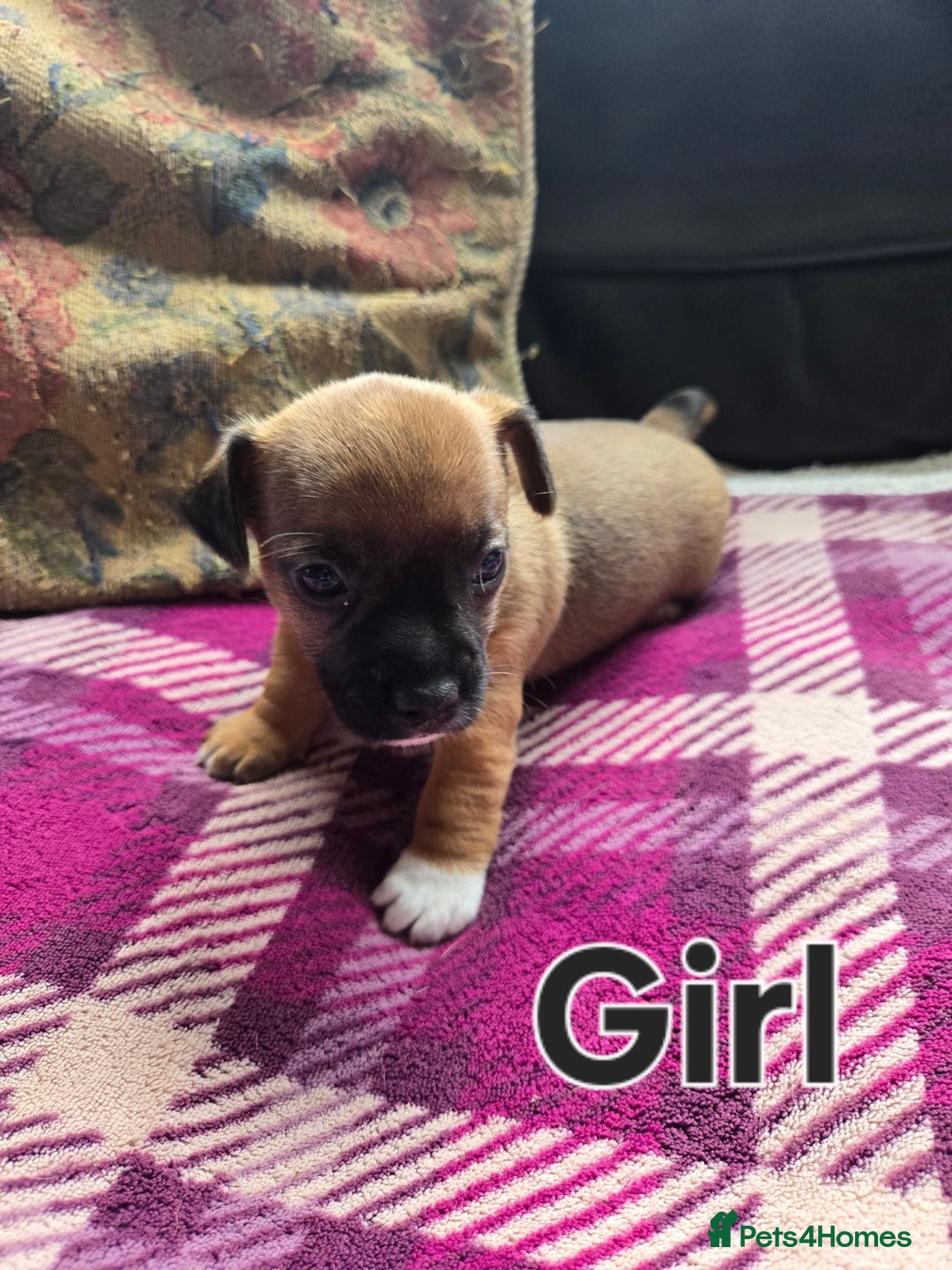 Jack Russell dogs for sale: Stunning Jack Russell Pups - Image 3