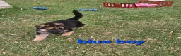 German Shepherd dogs for sale: 8 BIG German Shepherd Puppies  - Advert 6