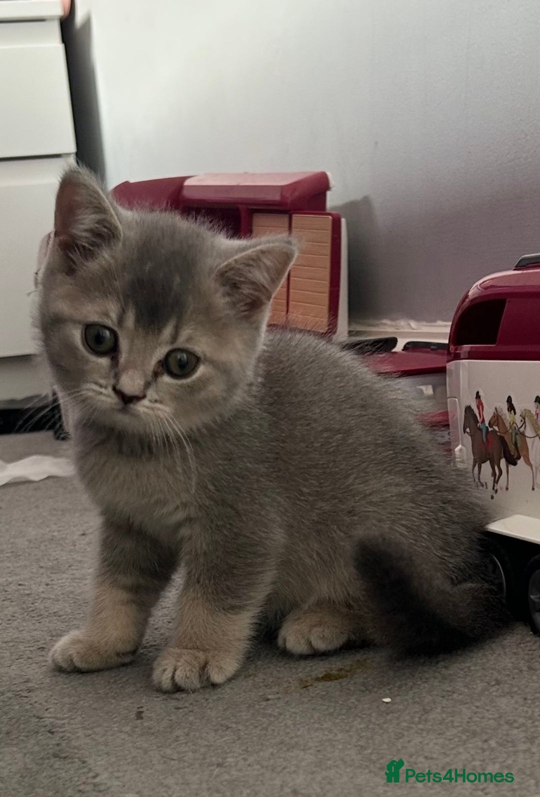 British Shorthair cats for sale: Gorgeous British Shorthair Kittens  - Image 17