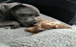 Dachshund dogs for sale: Needs rehoming ASAP - Image 4