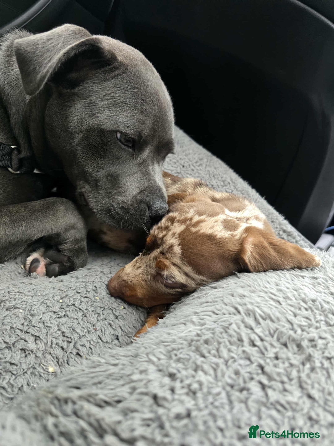 Dachshund dogs for sale: Needs rehoming ASAP - Image 4