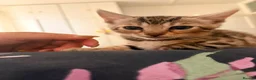Bengal cats for sale: ✨ Exceptional Pure TICA Reg Bengal Kittens ✨  - Advert 11