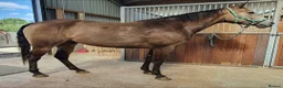 American Quarter horses for sale: Partbred american quarter horse in Glasgow - Advert 1
