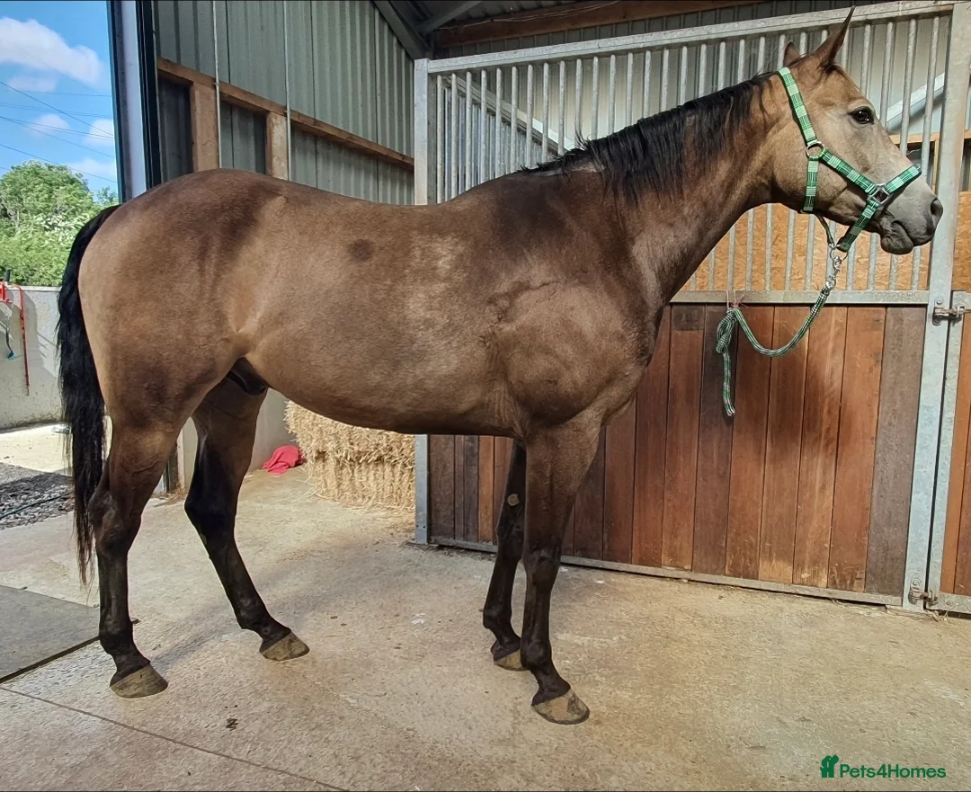 American Quarter horses for sale: Partbred american quarter horse in Glasgow - Advert 1