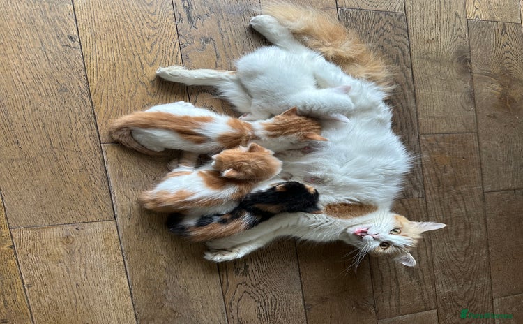 Mixed Breed cats - Advert 4