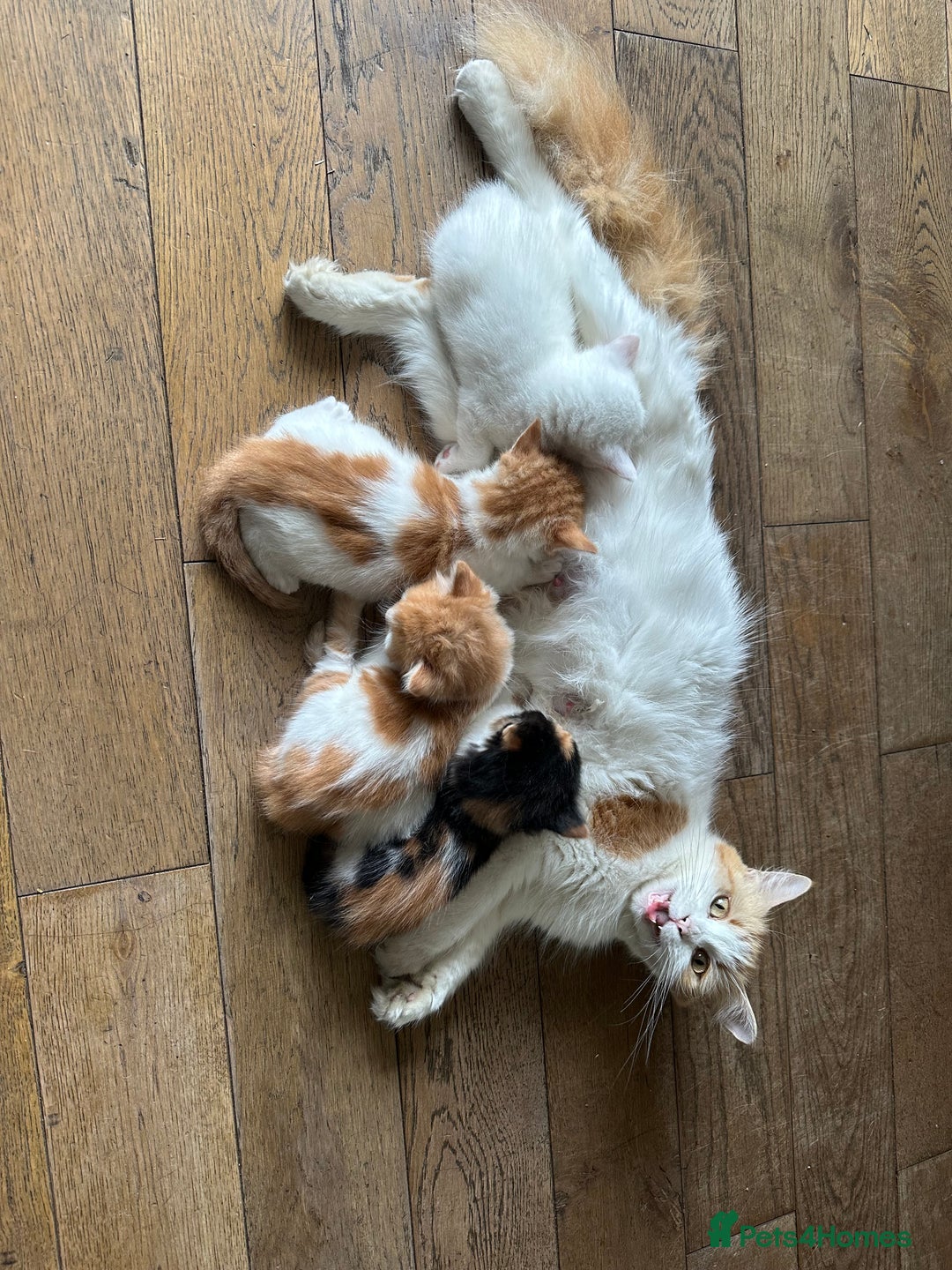 Mixed Breed cats for sale: Mixed Persian and Turkish Angora Kittens  - Image 1