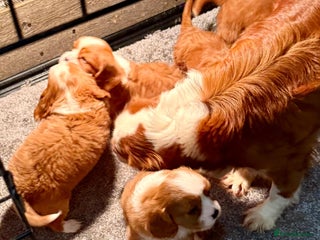 Cavalier King Charles Spaniel dogs - Advert 36