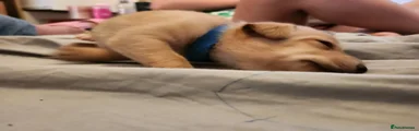 Mixed Breed 2