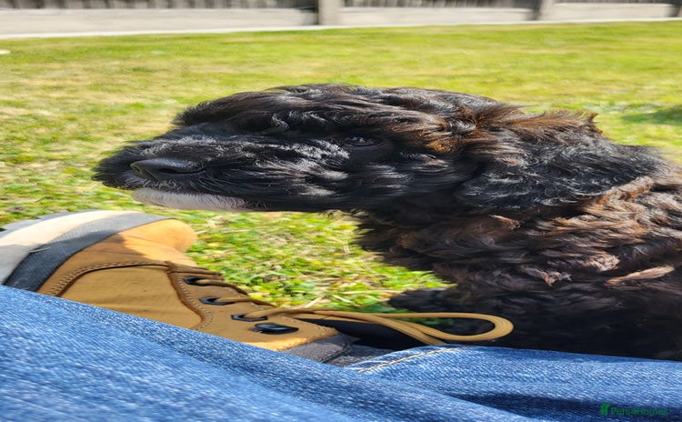 Cockapoo dogs - Advert 10