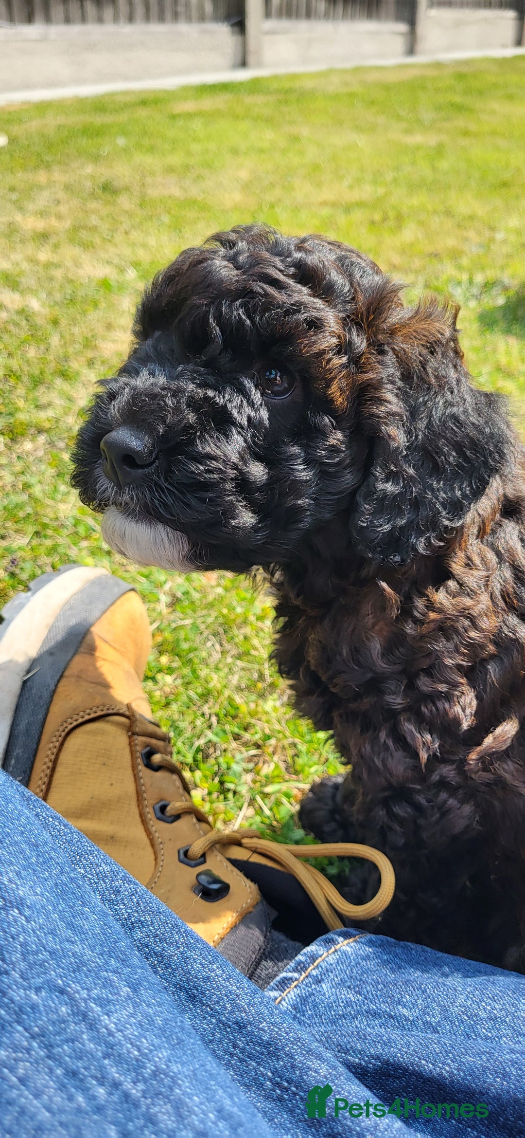 Cockapoo dogs for sale: Last girl Health checked and ready to go  - Image 6