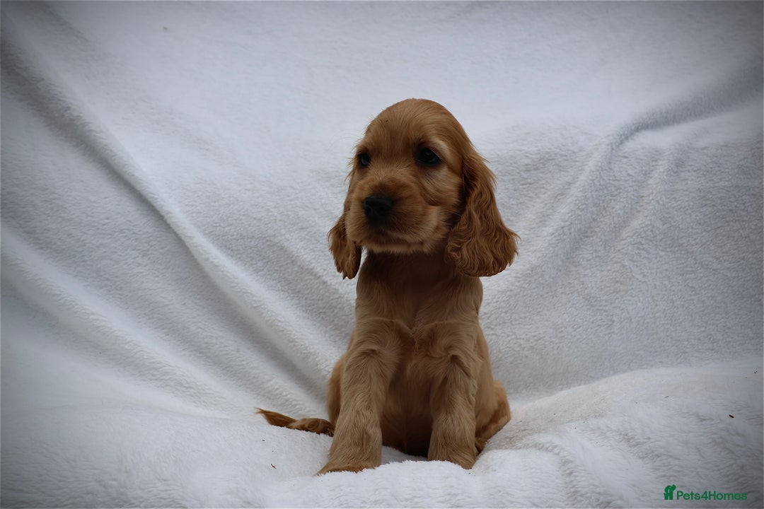 Cocker Spaniel dogs for sale: Stunning SHOW cockers READY TO LEAVE  - Image 11