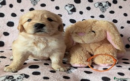 Golden Retriever dogs for sale: 7 Gorgeous Golden Retriever Puppies 🥰 - Image 7