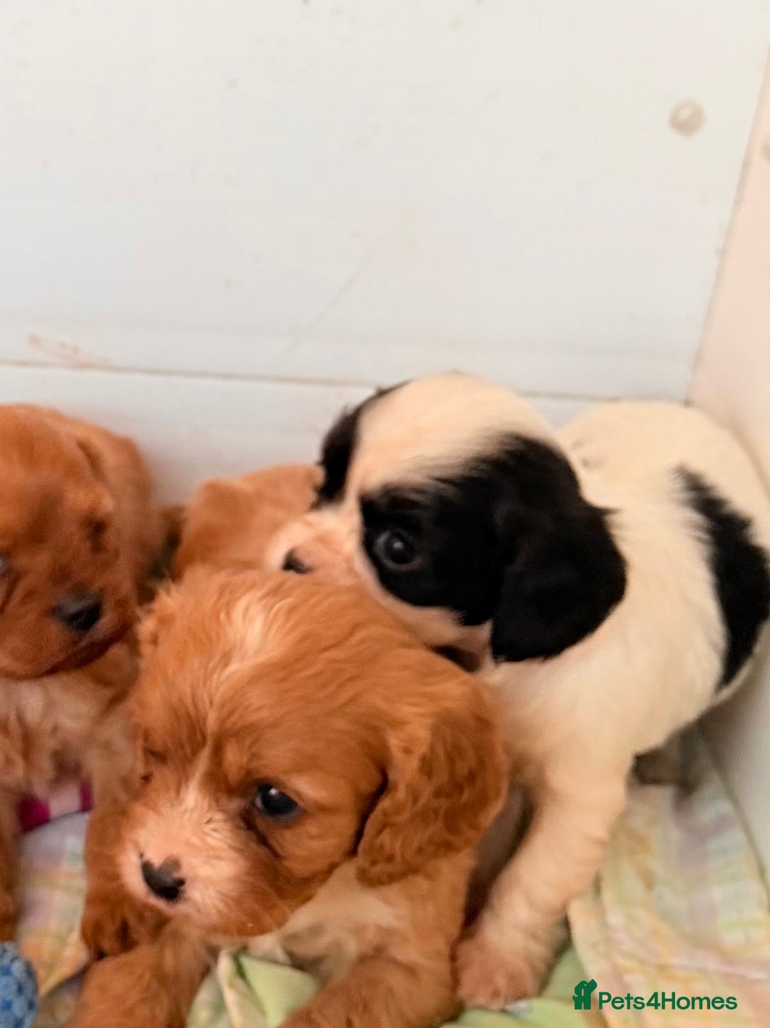 Cavapoo dogs for sale: Stunning cavapoo puppies ready 9th January  - Advert 2